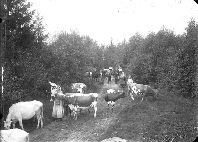 Kvæget bliver flyttet fra ét sted til et andet i Dalarna i 1918.