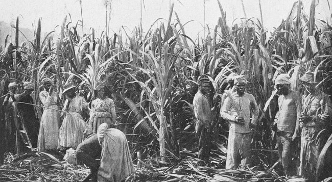 Sukkerrørsplantage i Caribien. Omkring år 1910.